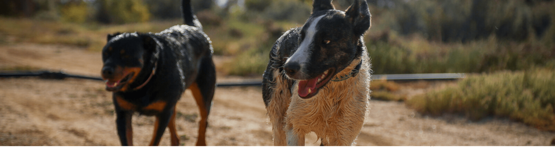 Wet dogs smiling